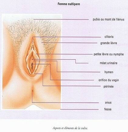 Les organes génitaux externes chez la femme