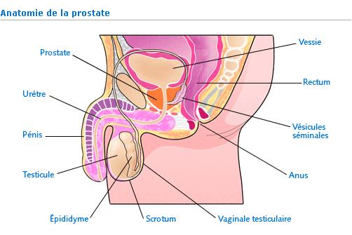 Prostate2.jpg