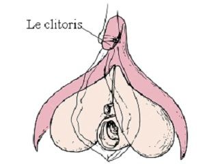 Clitoris.jpg