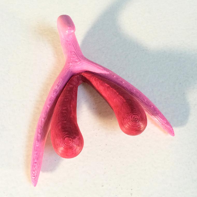 Clitoris-3D.jpg