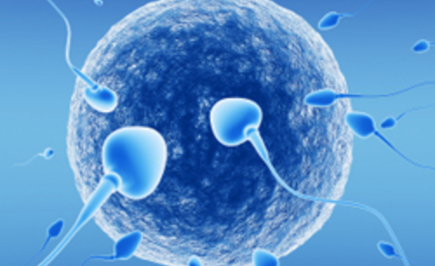 images_Ovule-et-spermatozodes.jpg