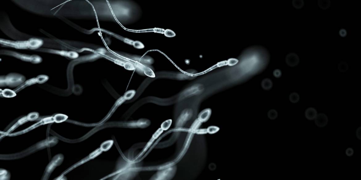 Spermatozoides.jpg