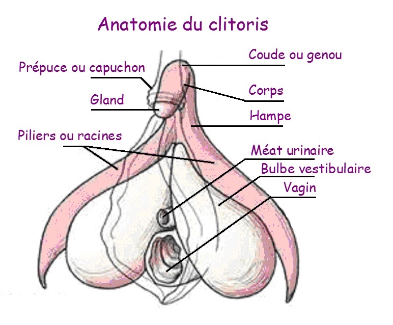 images_Clitoris-anatomie.jpg