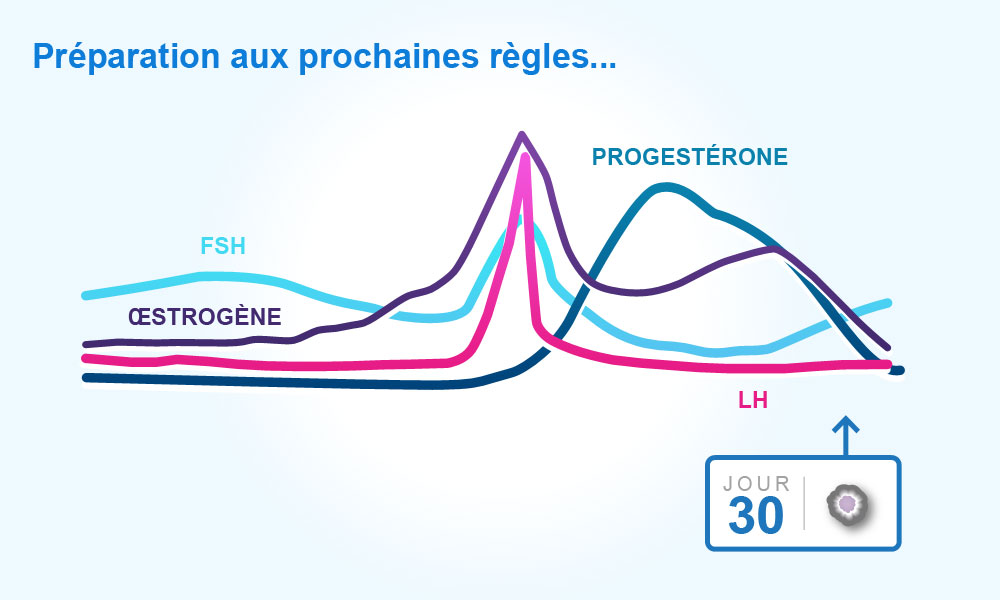 cycle-menstruel-jour-30.jpg