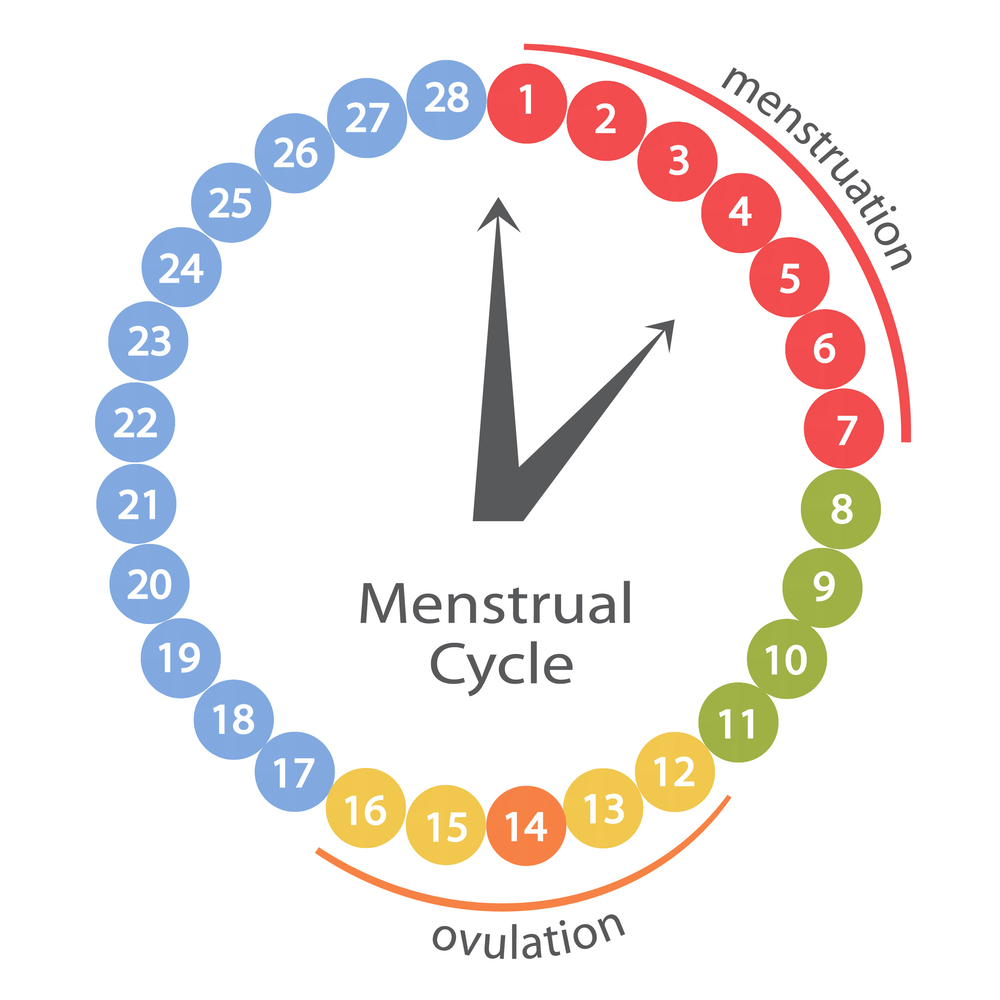 images_Cycle-menstruel-1.jpg