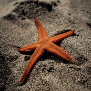 L’étoile de mer, une position trop sous-estimée #Parents.fr