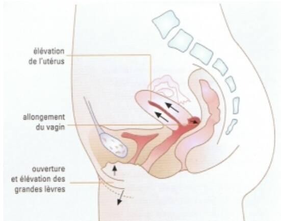 La réaction sexuelle chez la femme