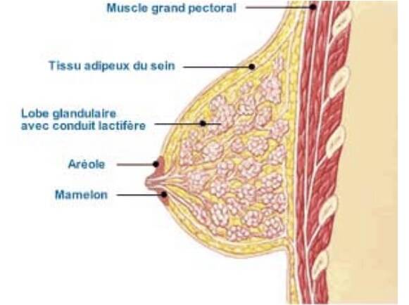 Les seins