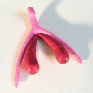 Clitoris-3D-e1490558338735.jpg
