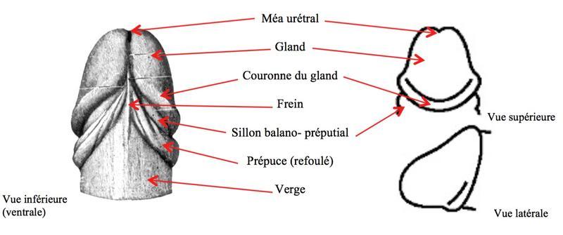 Gland.jpg